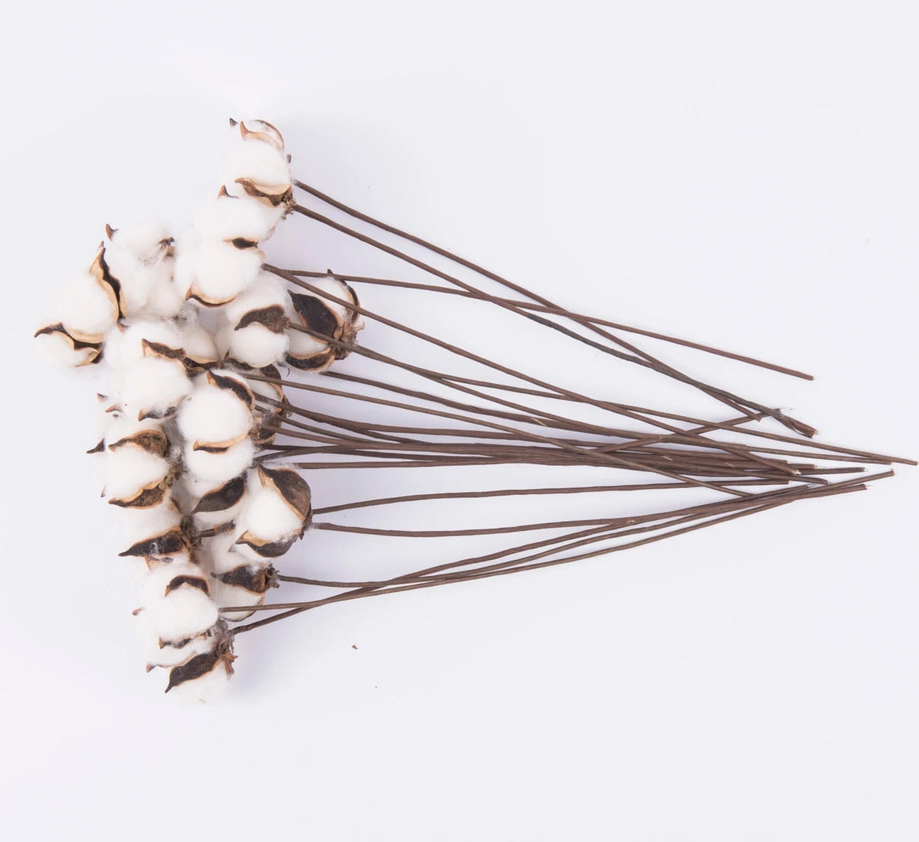 

30 pcs Dried Natural Real 30cm Cotton Boll Stem Floral Decor