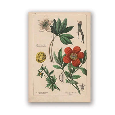 PH5996 Botanical коллекция винтажные плакаты и принты травы 1898s русский язык стены искусства картины холст живопись Домашний Декор стены - Цвет: PH5996