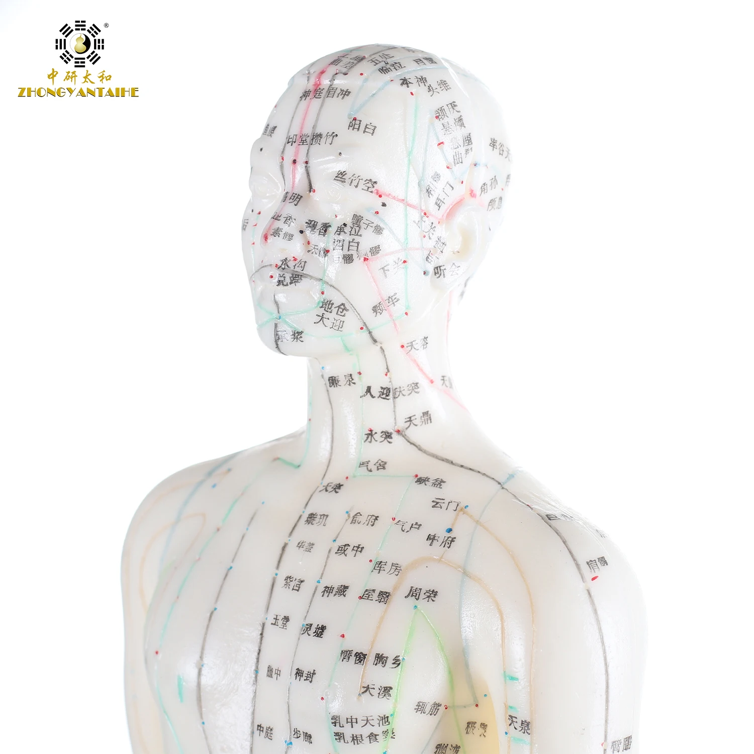 26 см мужские акупунктурные точки модель акупунктурная точка Модель Китайская