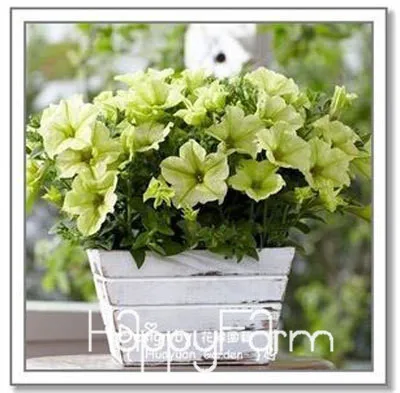 8 Лимонный ломтик Superbells calibachoa Petunia годовой цветок бонсай, 100 шт в упаковке, 24 цвета на выбор,# ZZSOIT - Цвет: 8
