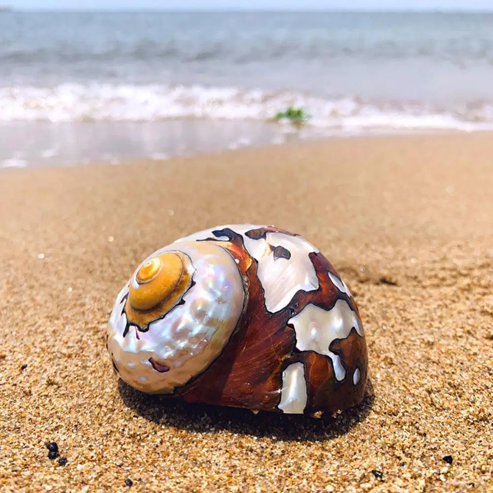 Натуральный жемчужный большой винт раковин для домашнего использования морской