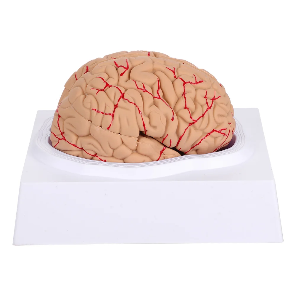 

1 Pc Novel Human Brain Model Creative Anatomical Brain Model )