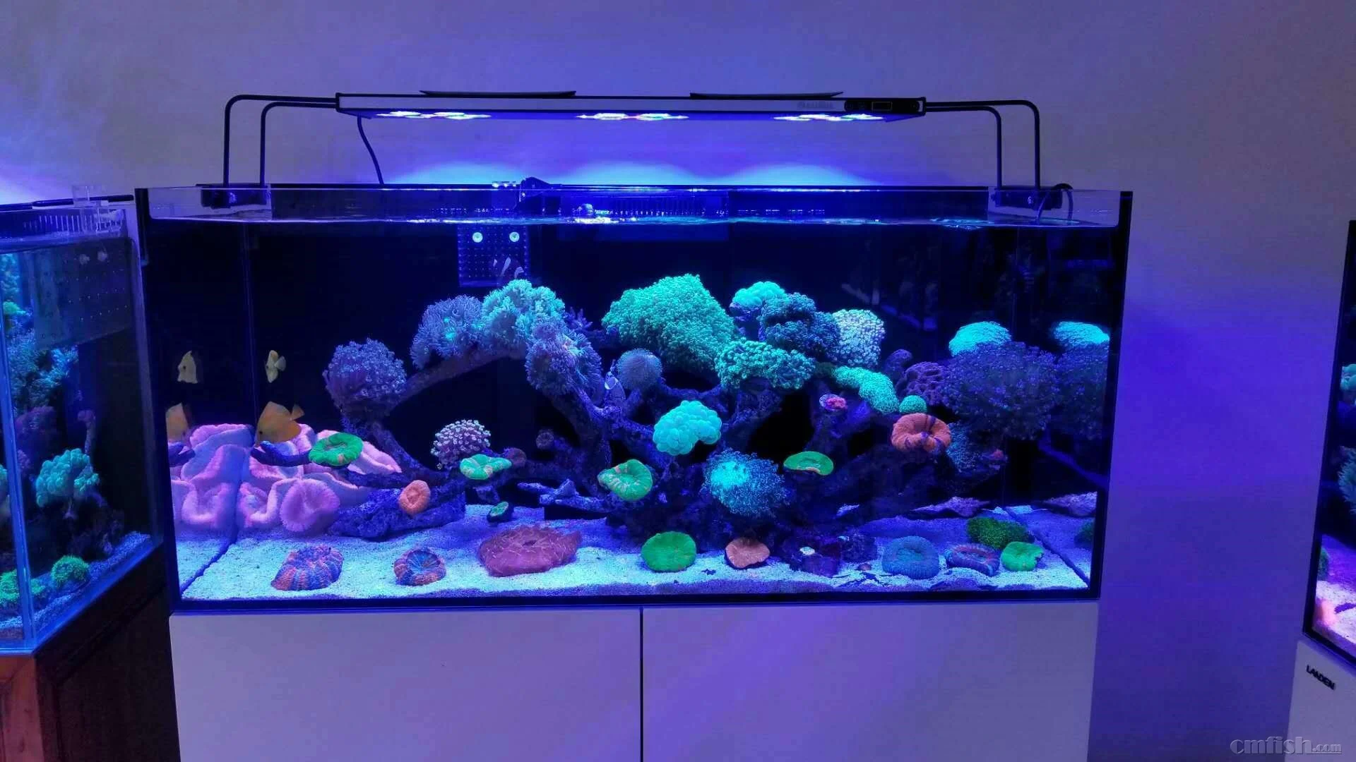 저렴한 수족관 빛 M-018 시리즈 M30 M60 M90 M120 램프 WIFI 제어 Dimmable 해양 산호초 SPS/LPS 수족관 Led 램프 구매 수족관 빛 M-018 시리즈 M30 M60 M90 M120 램프 WIFI 제어 Dimmable 해양 산호초 SPS/LPS 수족관 Led 램프