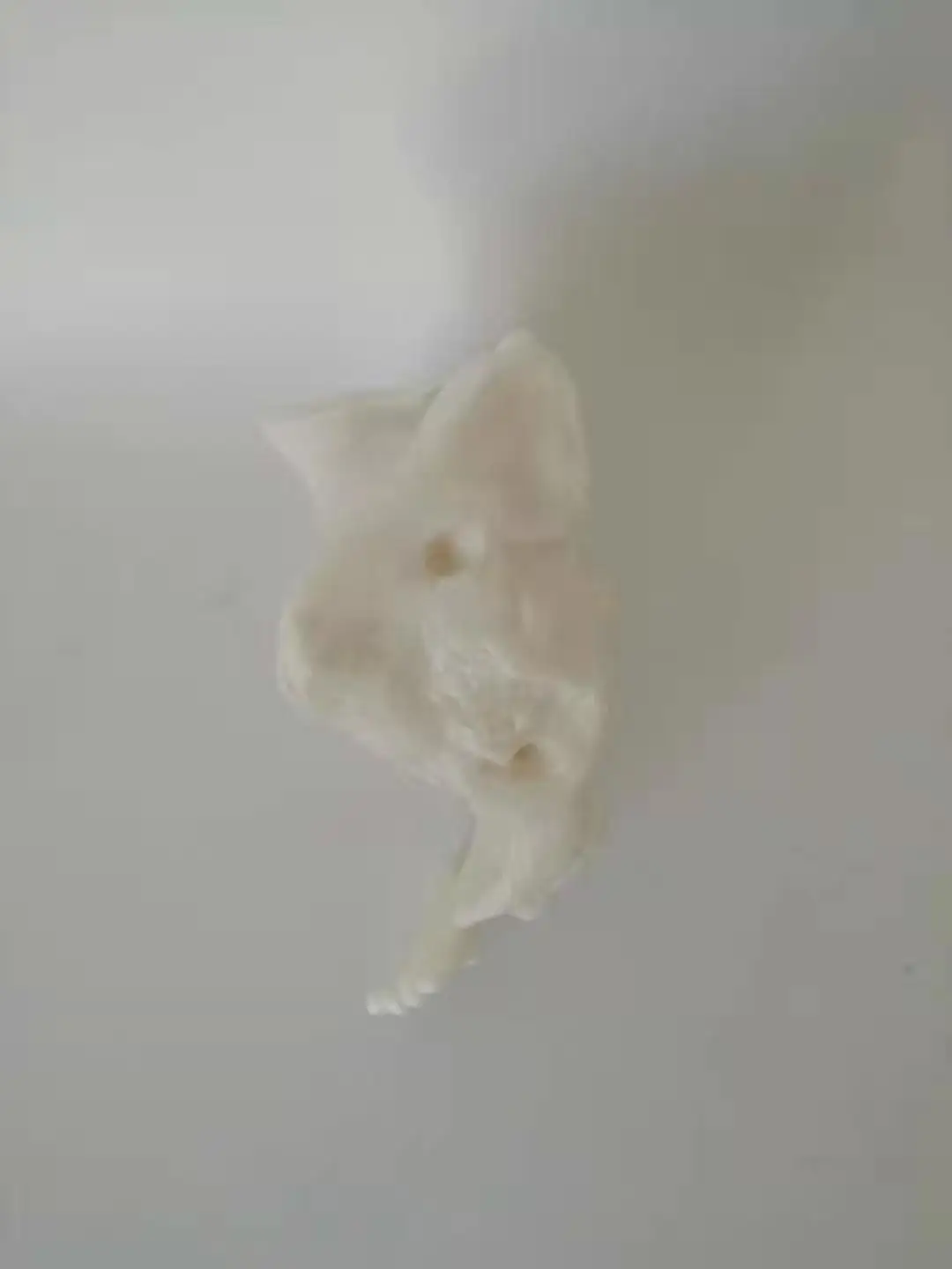 Sacrum натуральный большой sacrum здоровый модель человеческой кости | Канцтовары для