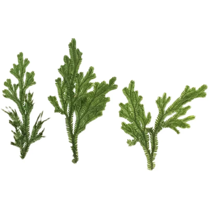 24 шт./4-6 см натуральная прессованная ветка плаунка зеленая трава цветы DIY