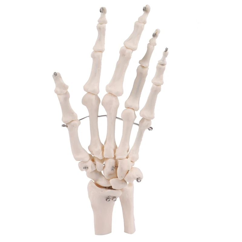 

Props Model Hand Joint Anatomical Skeleton Model Human Anatomy Study Tool Life Size