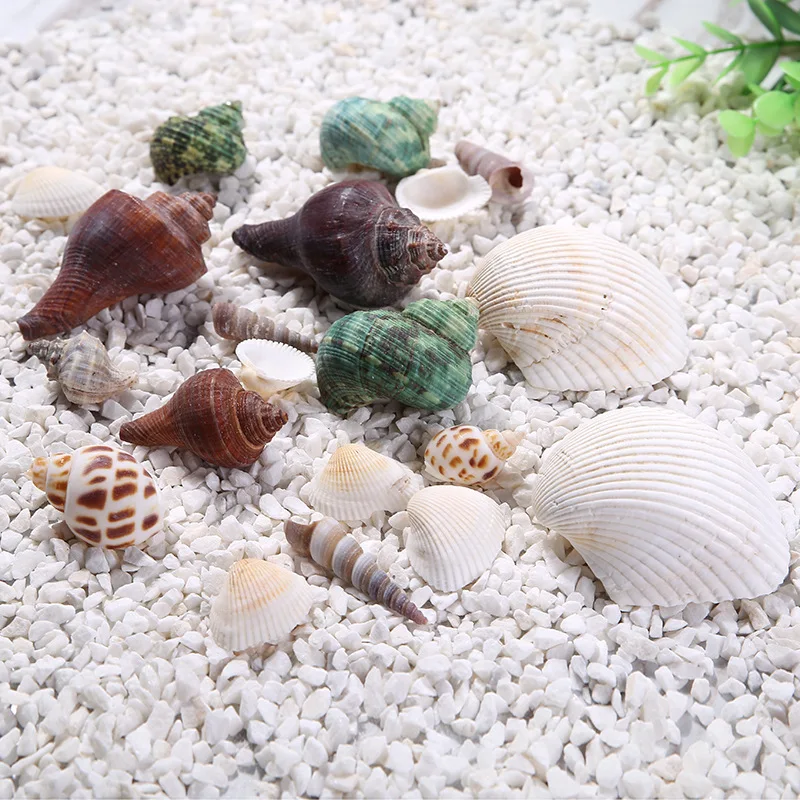 Ландшафтные украшения естественные ракушки Conch подарок аксессуары для аквариума