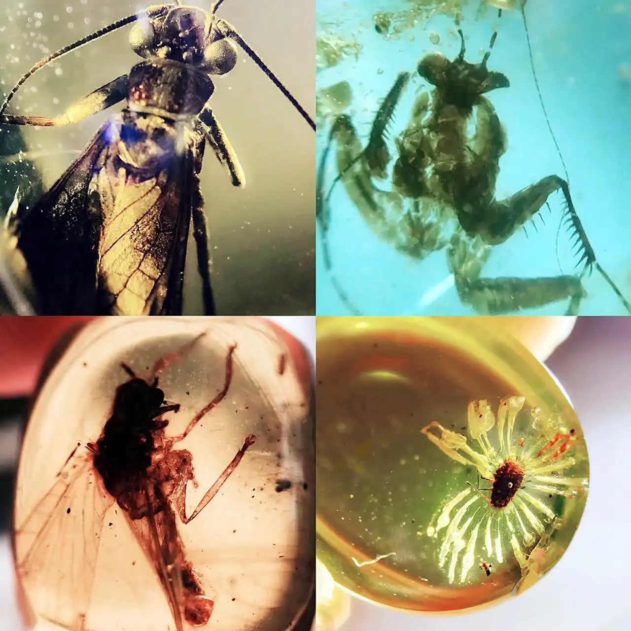 Кольцо с подвеской-браслетом напоминающее о древней маньяме Янтарное насекомое |