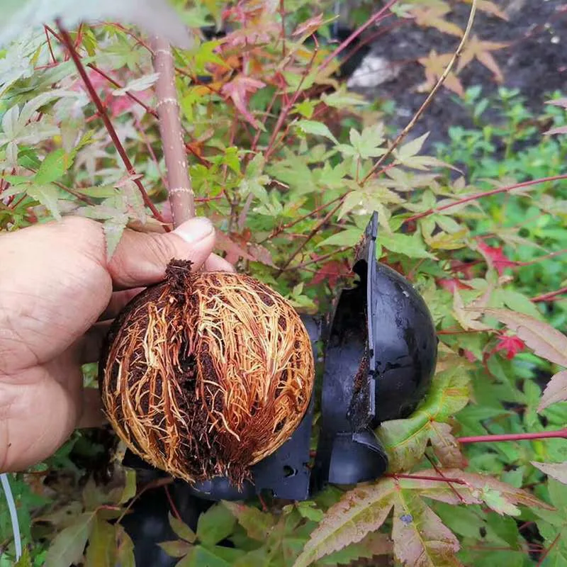 

New 5pcs Plant Rooting Ball Plant Root Growing Box Grafting Rooting Growing Box Breeding Case For Garden 5/8/12cm