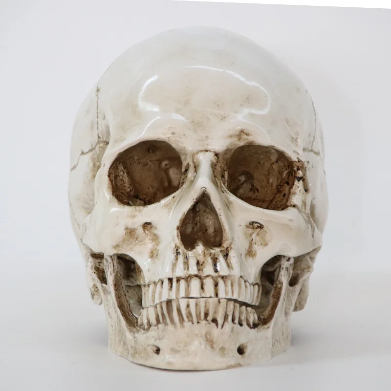 

Sculpture resin halloween home decoration decoration craft skull size 1:1 model life copy medical high quality statue