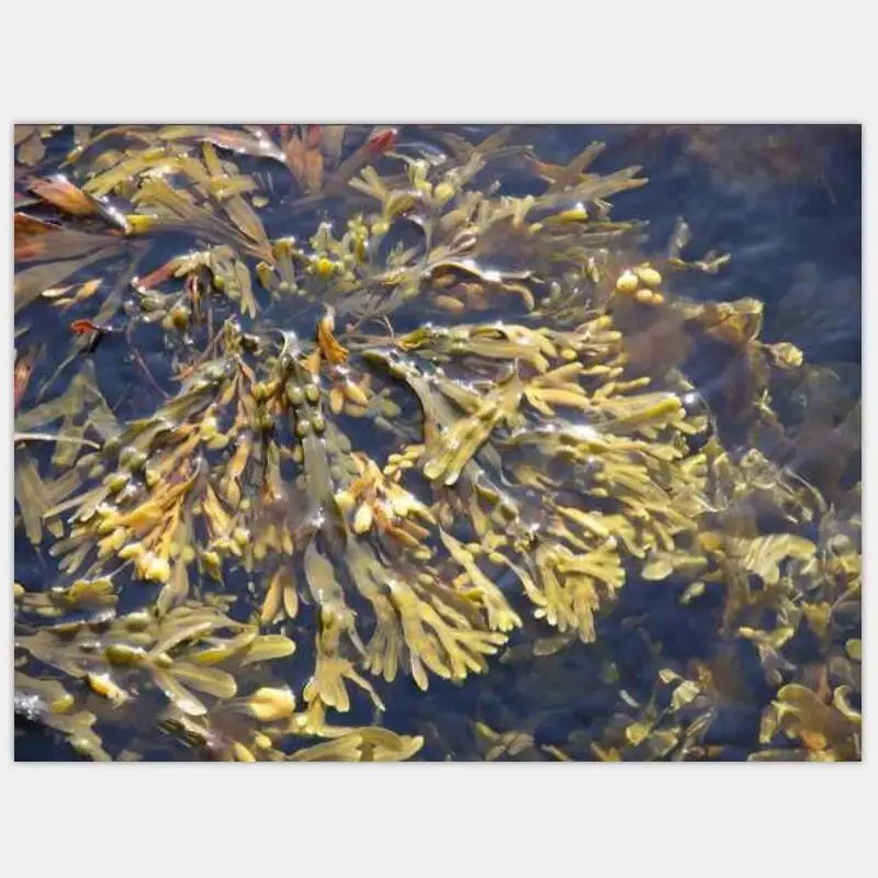 

Enhance immune function, metabolism, replenish minerals organic kelp Bladderwrack powder seaweed foo d supplement 500g