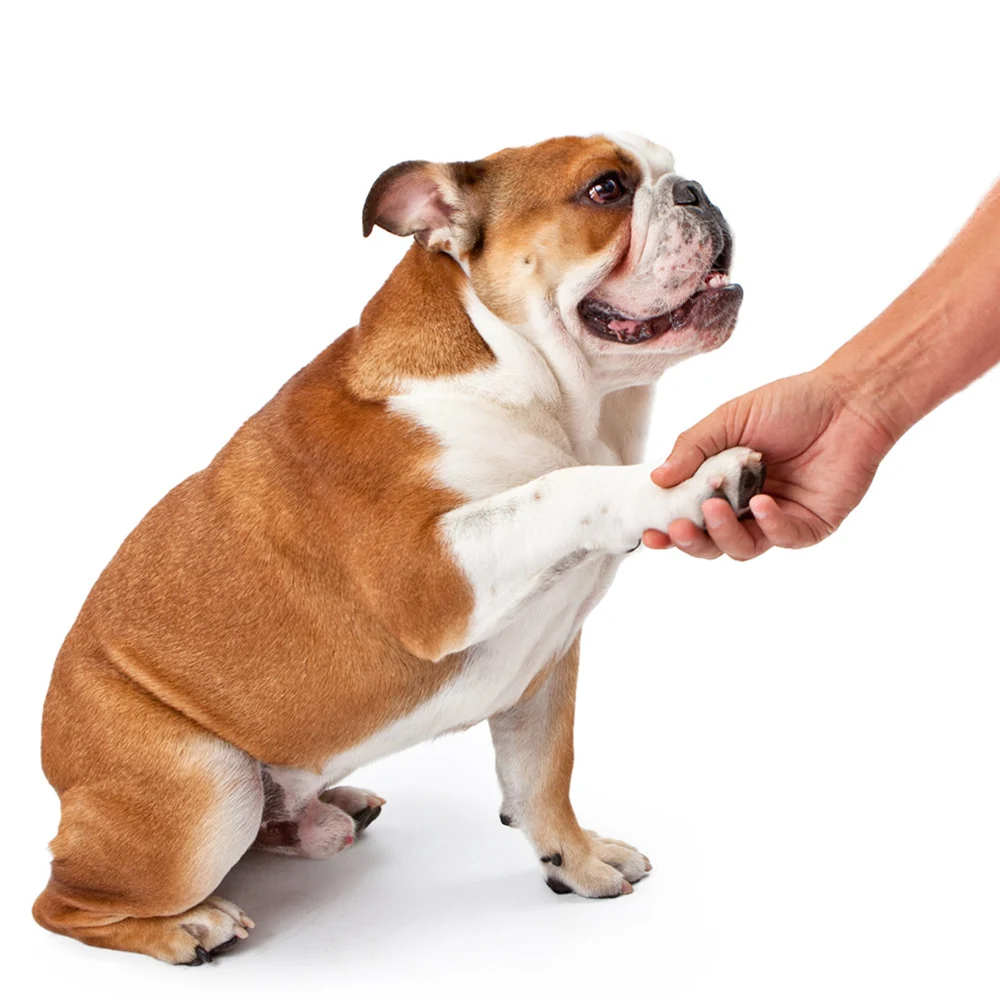 Собака приспособление для очистки лап чашка мягкий силиконовый расчески