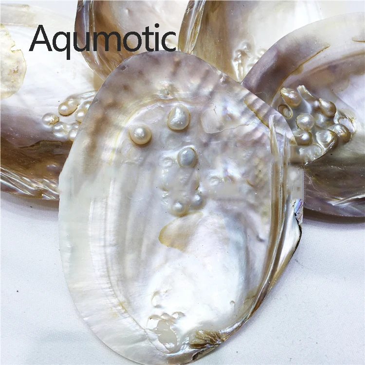 

Aqumotic Real Pearl Mussel 1pc Pearls In Shell Inside Clam Fluorescence Nature Conch Sea Aquarium Decor Oyster Kit