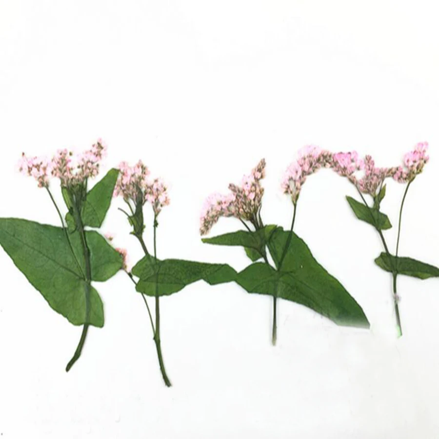 80 шт прессованный высушенный цветок гречихи гербарий из растений для ювелирных