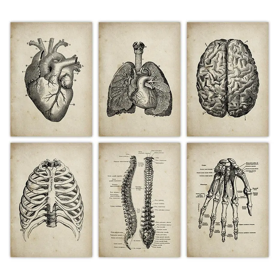 Анатомия человека медицинской анатомии Винтаж Плакаты арт врача клиника