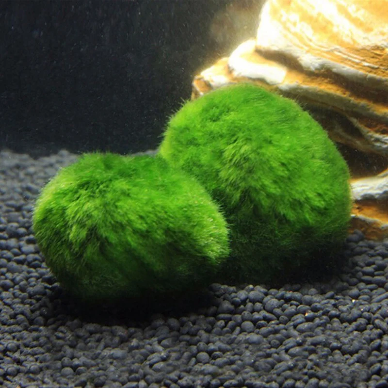 3 4 см мох Marimo живое аквариумное растение водоросли рыба креветки