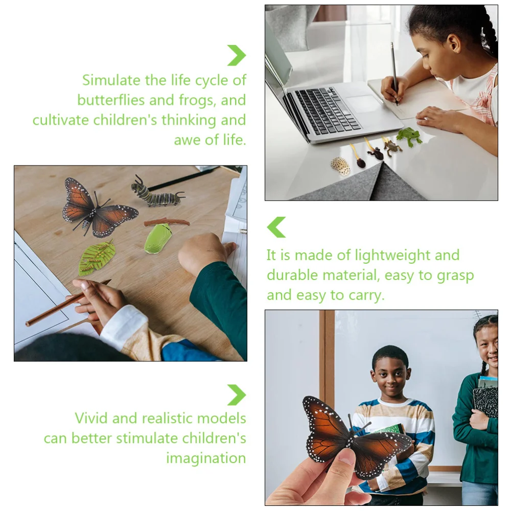 

2 Sets Animal Life Cycle Models of Butterflies Frogs Kids Early Education Toys