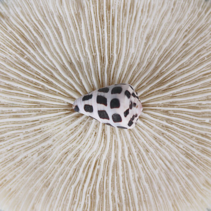 Бесплатная доставка (10 шт./лот) миниатюрный милый конус иврит натуральная