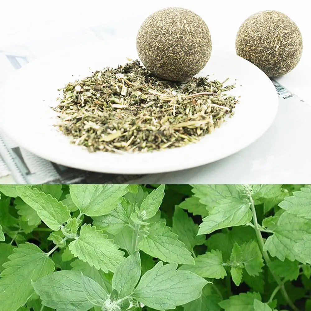 Игрушки для кошек детская игрушка котят мяч играющая в гоню за чистящими зубами