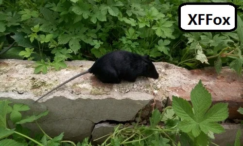 

new simulation mouse model polyethylene&furs cute real life black mouse doll gift 15x7cm xf2222