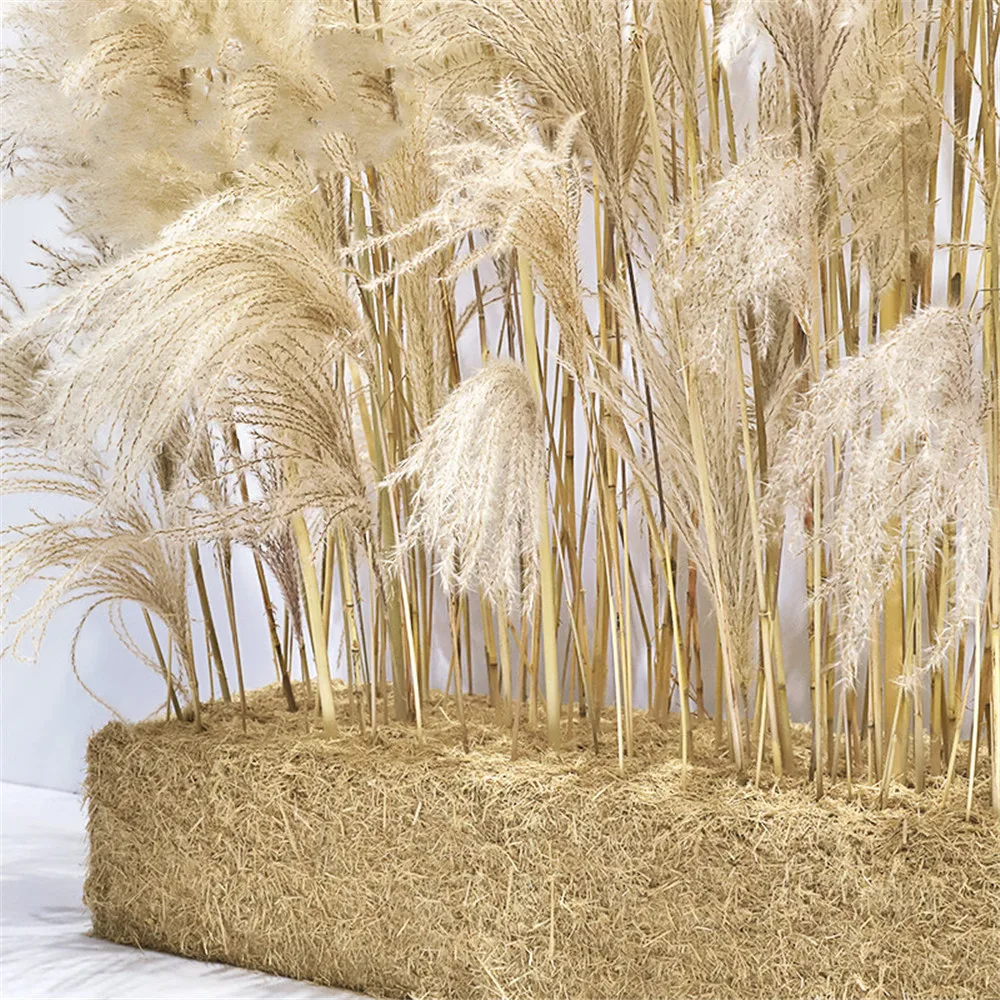 

Christmas shopwindow 30 pcs samll pampas grass 15pcs big pampas natural dried real reed showcase office plant decor