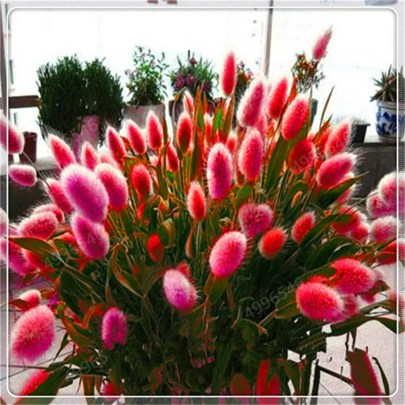 Трава с кроличьим хвостом 100 шт.|Сувениры для вечеринок| |