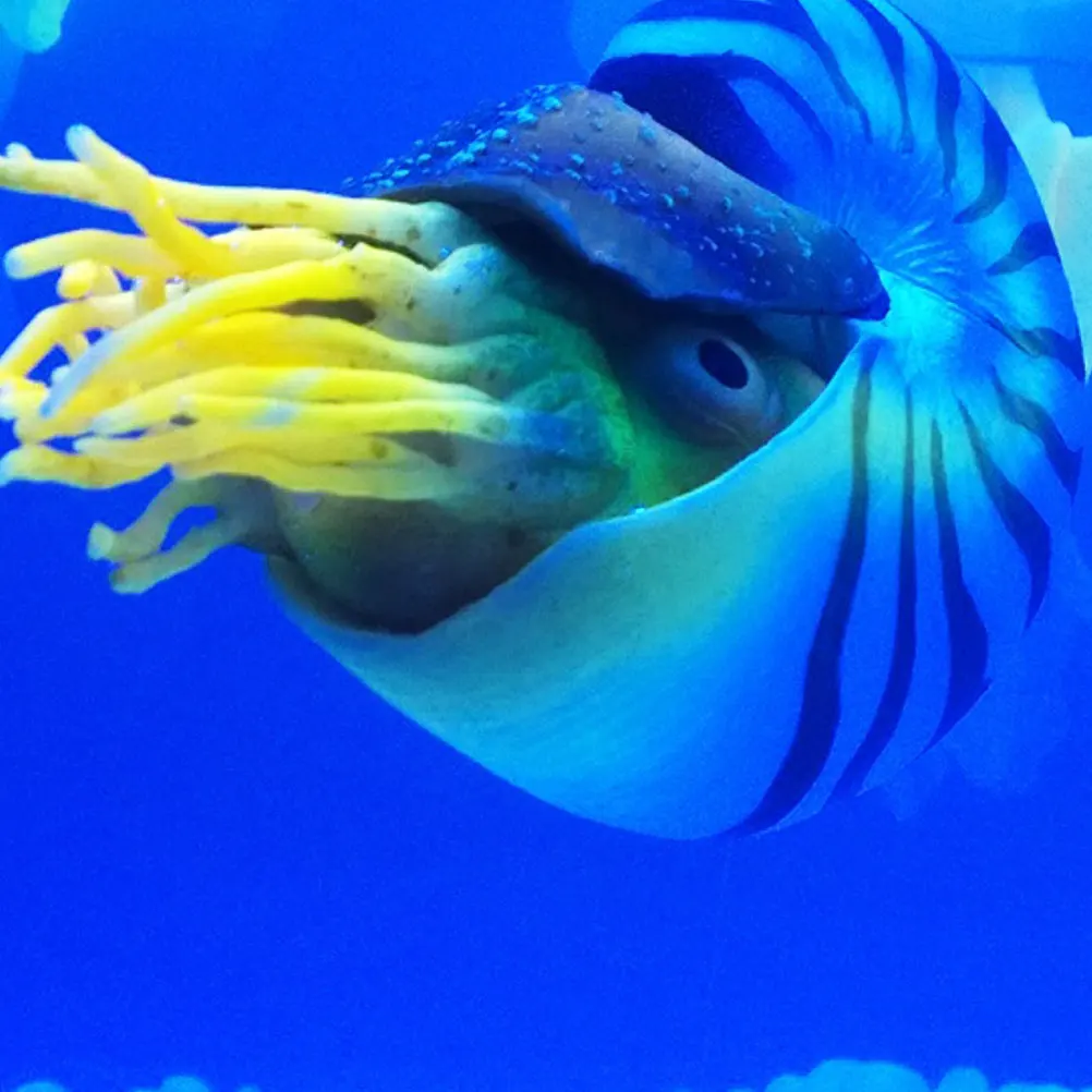 Искусственные декоративные аквариумные морские ракушки Nautilus ландшафтные