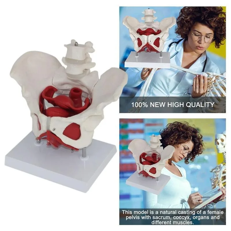 

Female Pelvis Pelvic Floor Muscle Model Uterus Ovary Muscle Teaching Resources Educational Supplies Removable