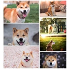 Алмазная живопись своими руками, милая свежая Шиба-ину, алмазная вышивка, мозаика, вышивка крестиком, трехмерная картина для украшения дома