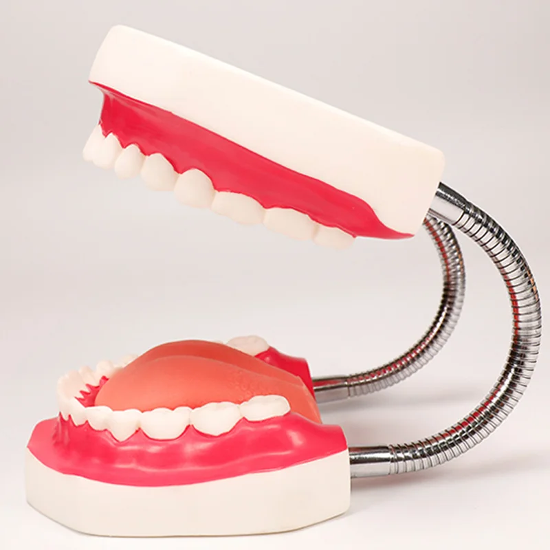 Шиньон зубной модель увеличенные 6 раз полости рта сестринского подготовки