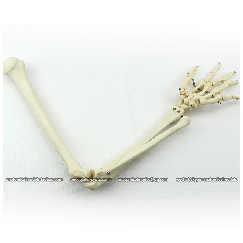 CMAM/12358 кость для верхней конечности медицинская анатомическая человеческая