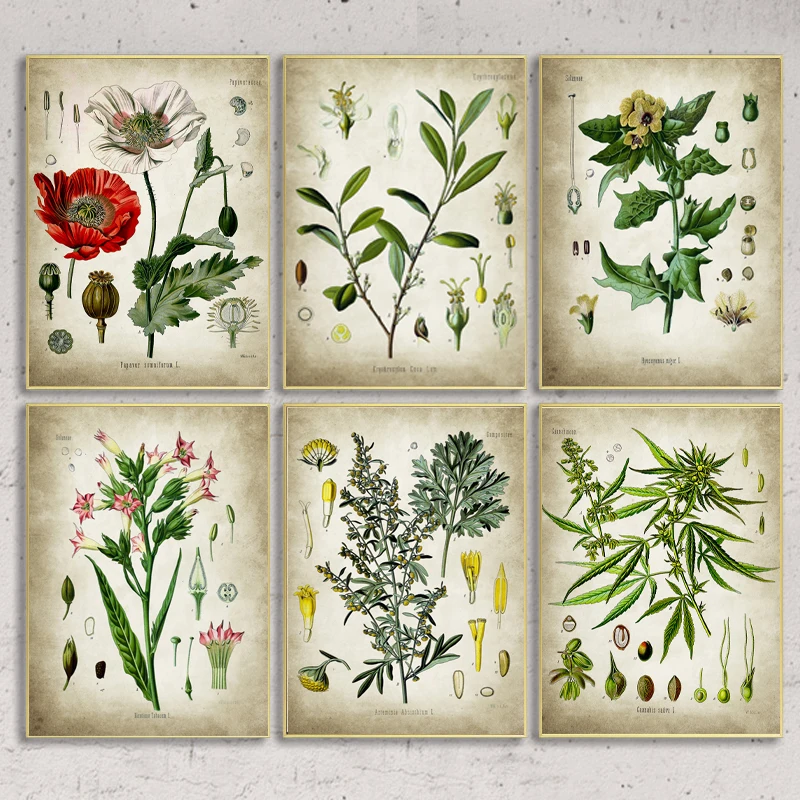 

Medicinal Drug Antique Botanical Poster Clinic Wall Art Pictures Canvas Painting Medicine Plant Prints Doctor Office Wall Decor