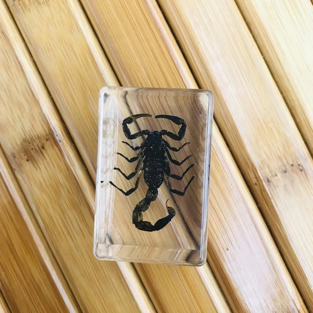 

Random 1pc Transparent Amber Resin Insect Specimens Resin Scorpion Spider Crab Paperweight Decoration Insect Y8r6