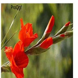 8 Ngryise 10 шт набор Vaniot Houtt gladiolus лампочка - Цвет: 8