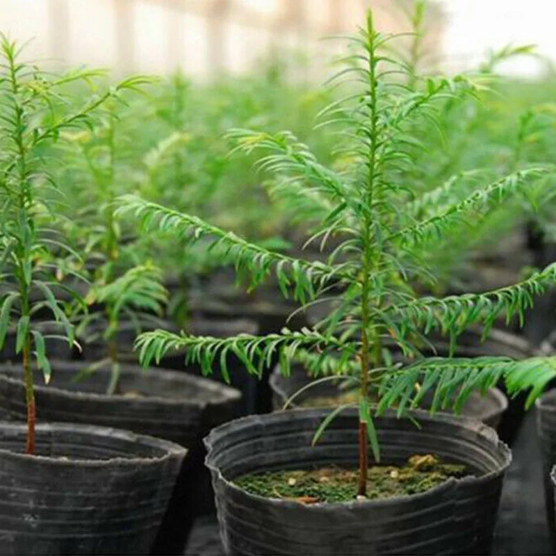 Пластиковый горшок для саженцев цветов растений контейнер посадки семян сада