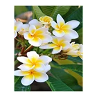 MEIVN 5D алмазная живопись сделай сам, цветок орхидеи, полноразмерная Алмазная вышивка, Цветы Стразы, Набор для творчества