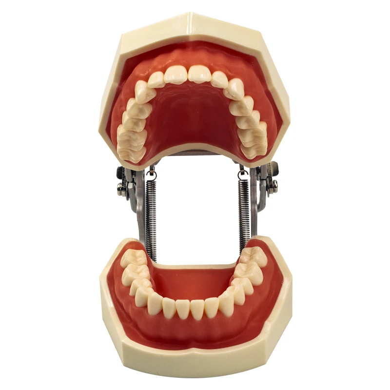 

Removable Dental model Teeth model gum teeth Teaching Model Standard Dental Typodont Model Demonstration With Removable Tooth
