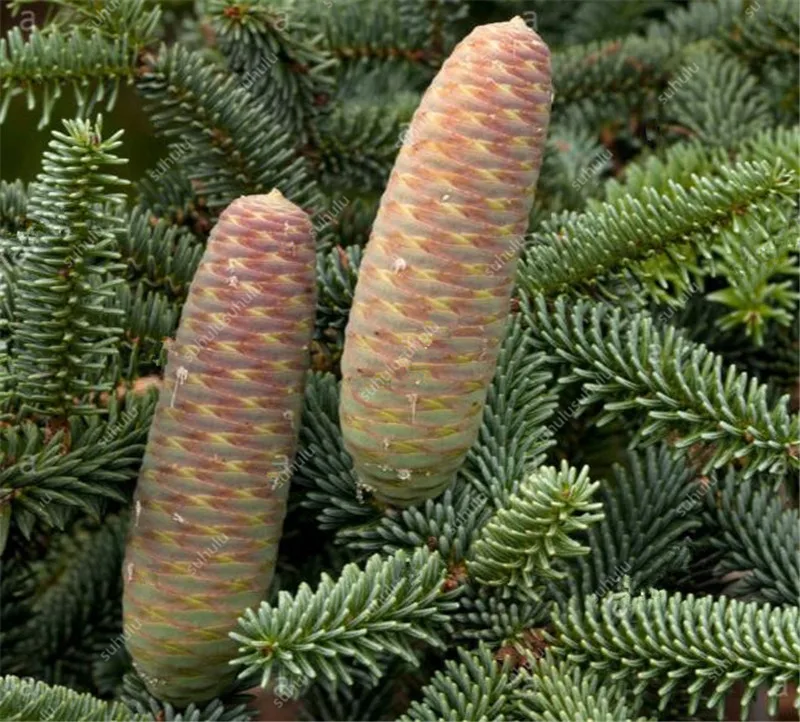 100 шт Искусственные Abies | Дом и сад