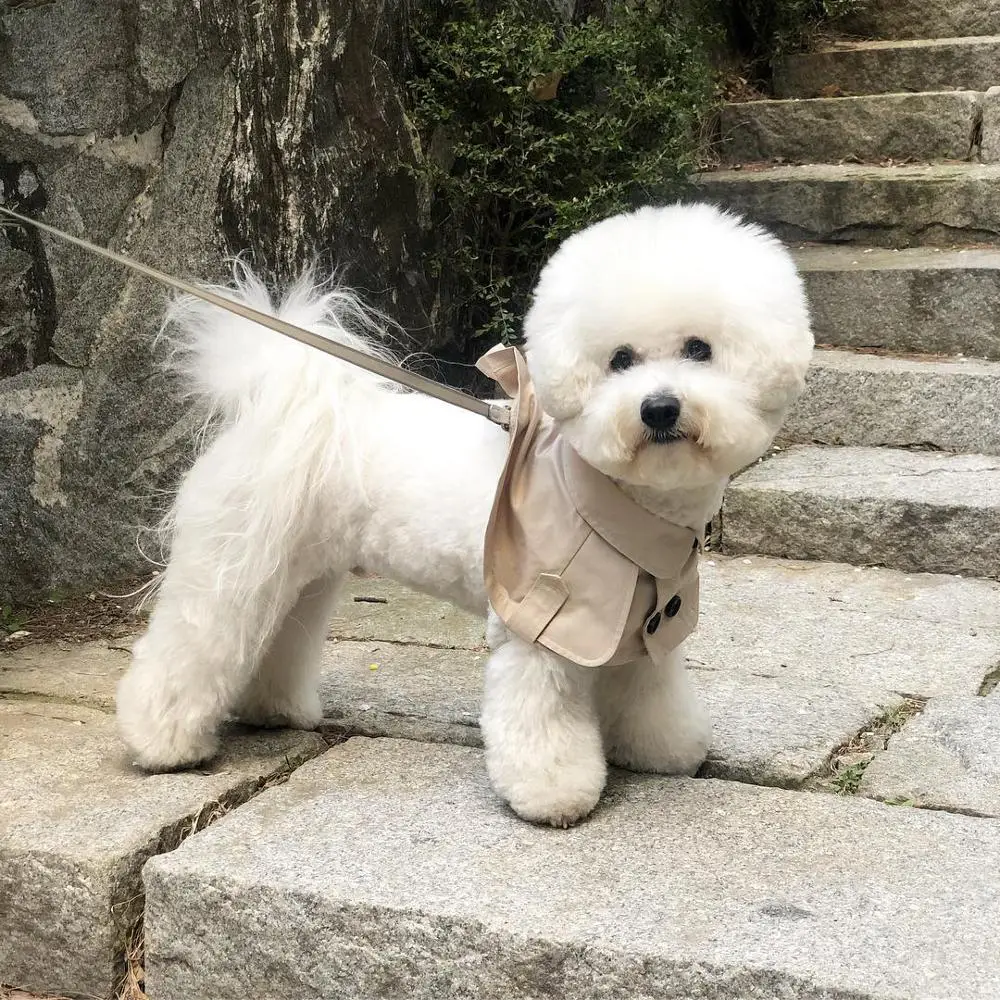 Ветрозащитная накидка корги для собак в британском стиле | Дом и сад