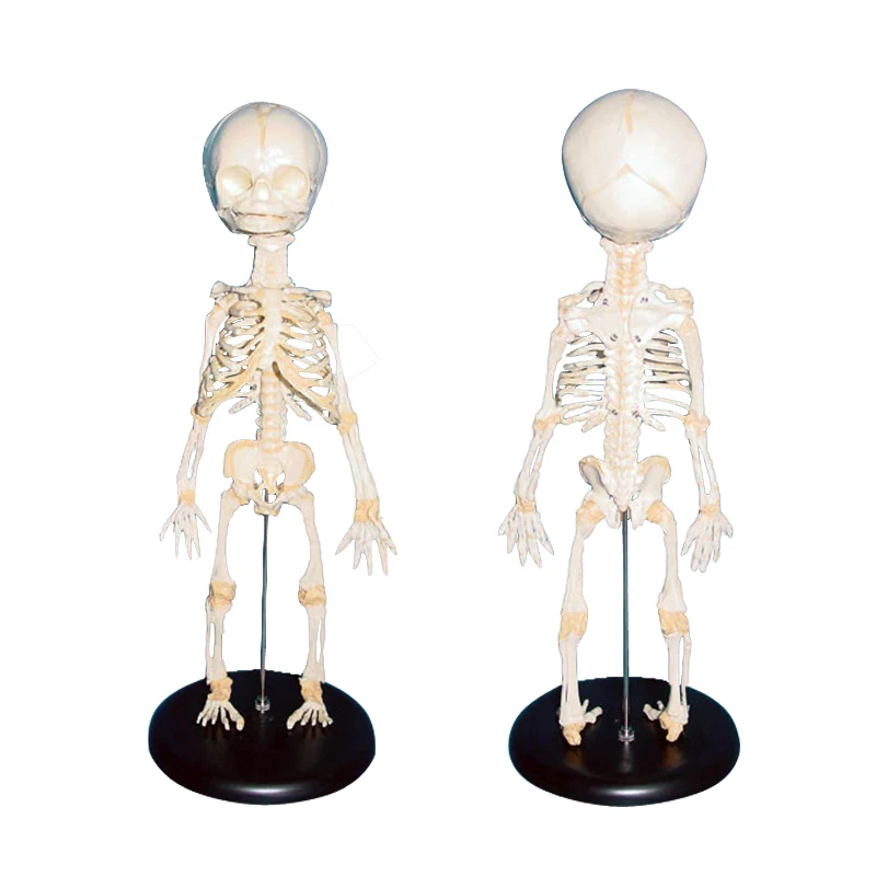 Newborn Baby Skeleton Model Infant | Medical Science