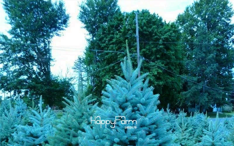Новинка! 100 шт./лот домашнее садовое растение небесно-Голубая ель Picea Pungens Glauca дерево растения семена многолетний бонсай,#6XRJAR