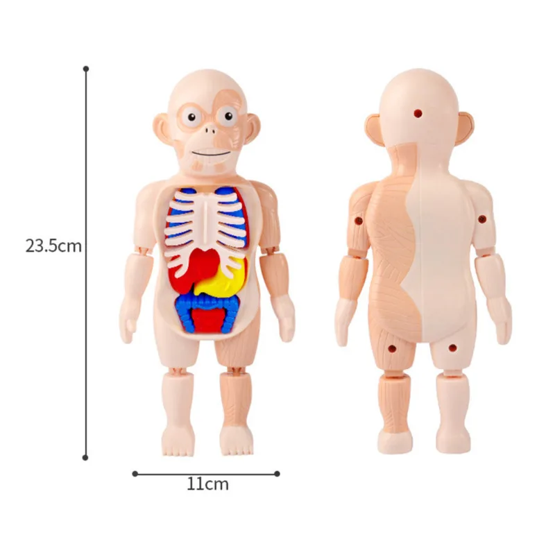 Human Body Anatomy Model Kid 3D Puzzle Educational Learning Organ Assembled Toy Teaching Tool For Children STEAM Gift | Игрушки и хобби