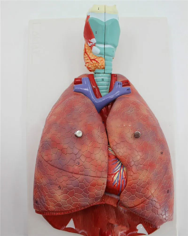 Human Anatomical Anatomy Respiratory System Medical Model Throat Heart Lung Lung with Larynx Medical Teaching Anatomical Models