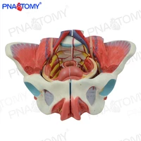 4 parts female pelvis model with pelvic floor muscles life size human skeleton medical sciences educational equipment anatomy