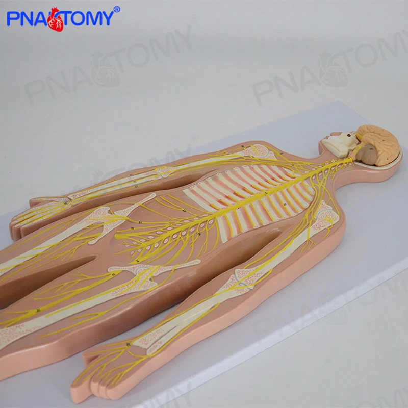 Модель человеческой нервной системы анатомия мозга скелет позвоночника