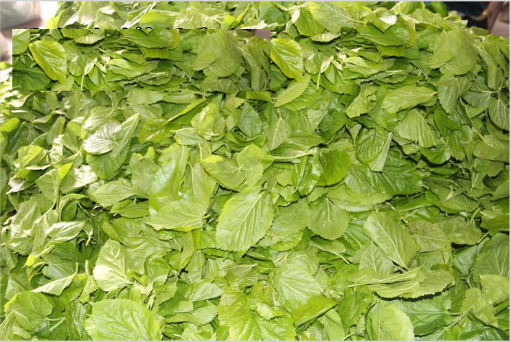 Еда для взрослых шелкопряд маленькие шелковистые червяки Детские Свежие