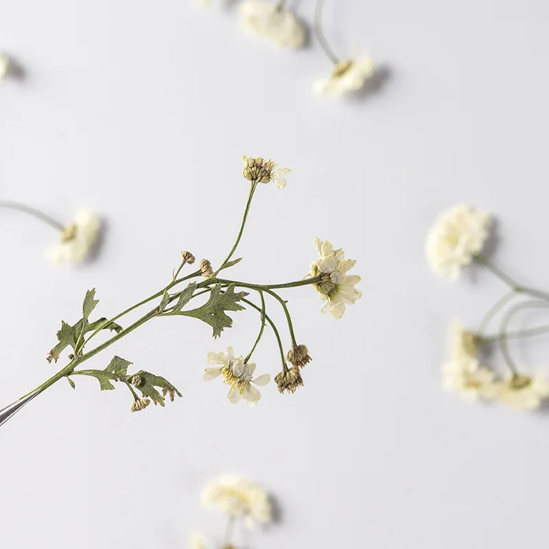 

60pcs Pressed Dried Chamomilla Flower With Stem Herbarium For Make UP Nail Art Jewelry Bookmark Phone Case Invitation Card DIY