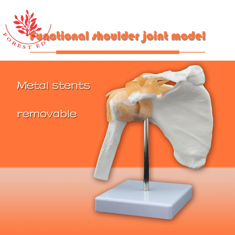 Шарнирная модель функциональная анатомическая размер в натуральную величину