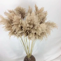 20pcs pampas grass decor natural dried flower plant living room garden outdoor home decoration accessories photography props