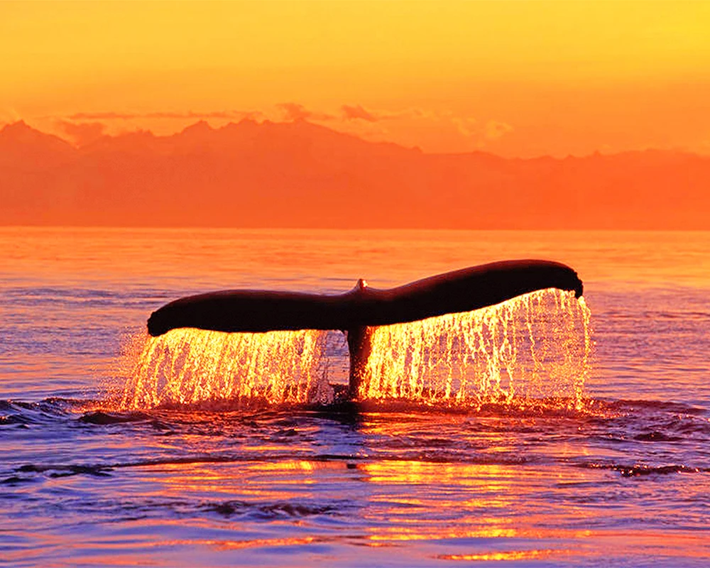 

"Blue Whale in the Sunset" picture DIY digital painting by number painting Christmas birthday unique gift